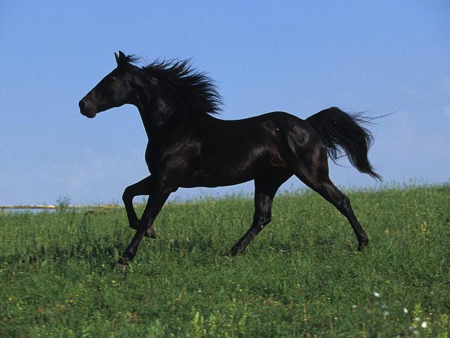 Animals_303