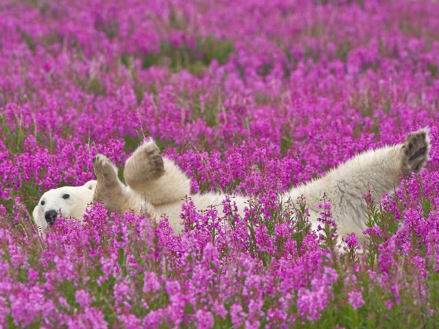 Animals_304