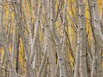 tree_176