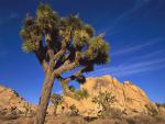 tree_178