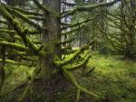 tree_181