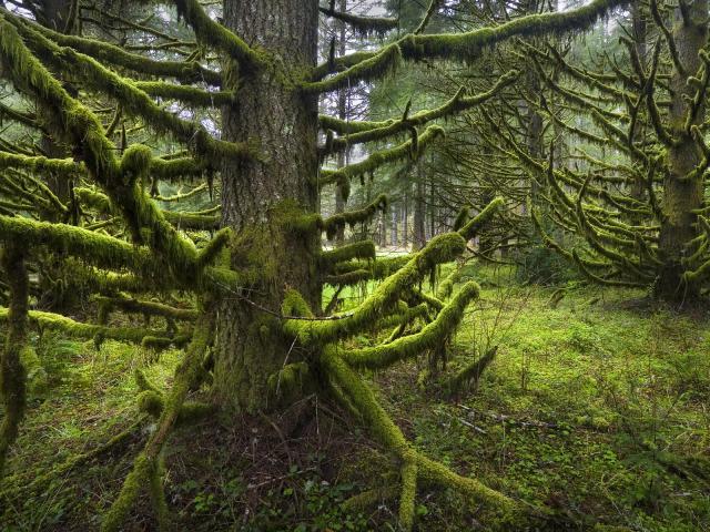 tree_181