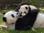 Animals_307
