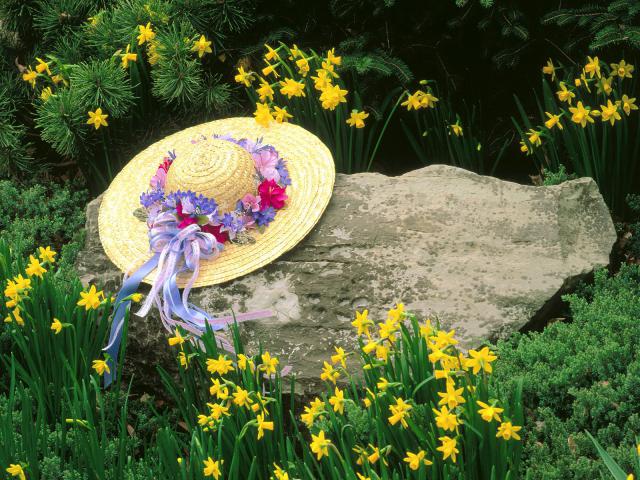 Among the Daffodils, Louisville, Kentucky