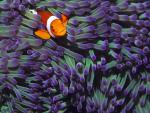 Anemone Fish