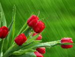 April Showers