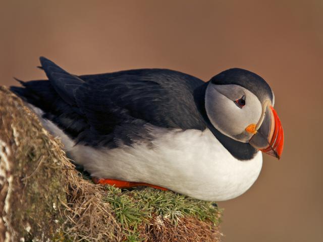 Atlantic Puffin, NW Fjords, Iceland