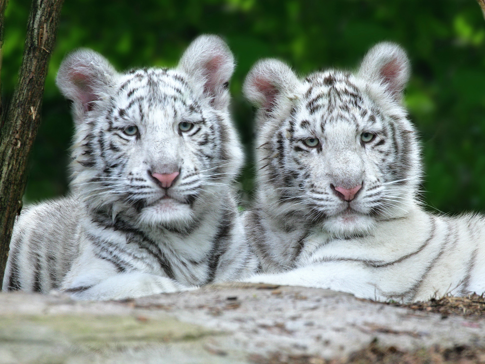 Benwa and Taboo, White Bengal Tigers, Nashville Zoo at Grassmere, Tennessee