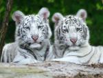 Benwa and Taboo, White Bengal Tigers, Nashville Zoo at Grassmere, Tennessee