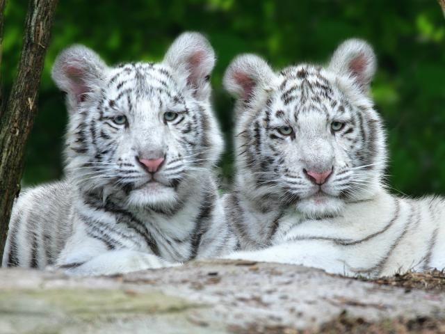 Benwa and Taboo, White Bengal Tigers, Nashville Zoo at Grassmere, Tennessee
