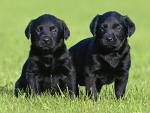 Black Labrador Puppies