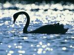 Black Swan