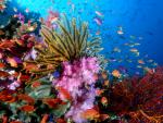 Crinoids, Soft Corals and Reef Fish on Coral Reef