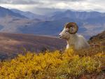 Dall Sheep, Denali National Park, Alaska