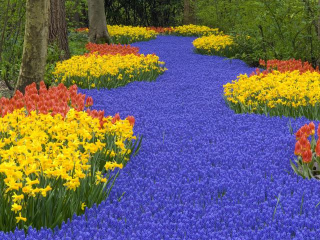 Flowers at Keukenhof Garden, Lisse, Netherlands