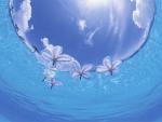 Frangipani, Okinawa Prefecture, Japan