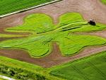 Giant Four-Leaf Clover, Near Frankfurt, Germany