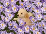 Golden Retriever Puppy Among Purple Crocuses