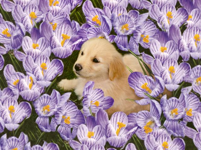 Golden Retriever Puppy Among Purple Crocuses