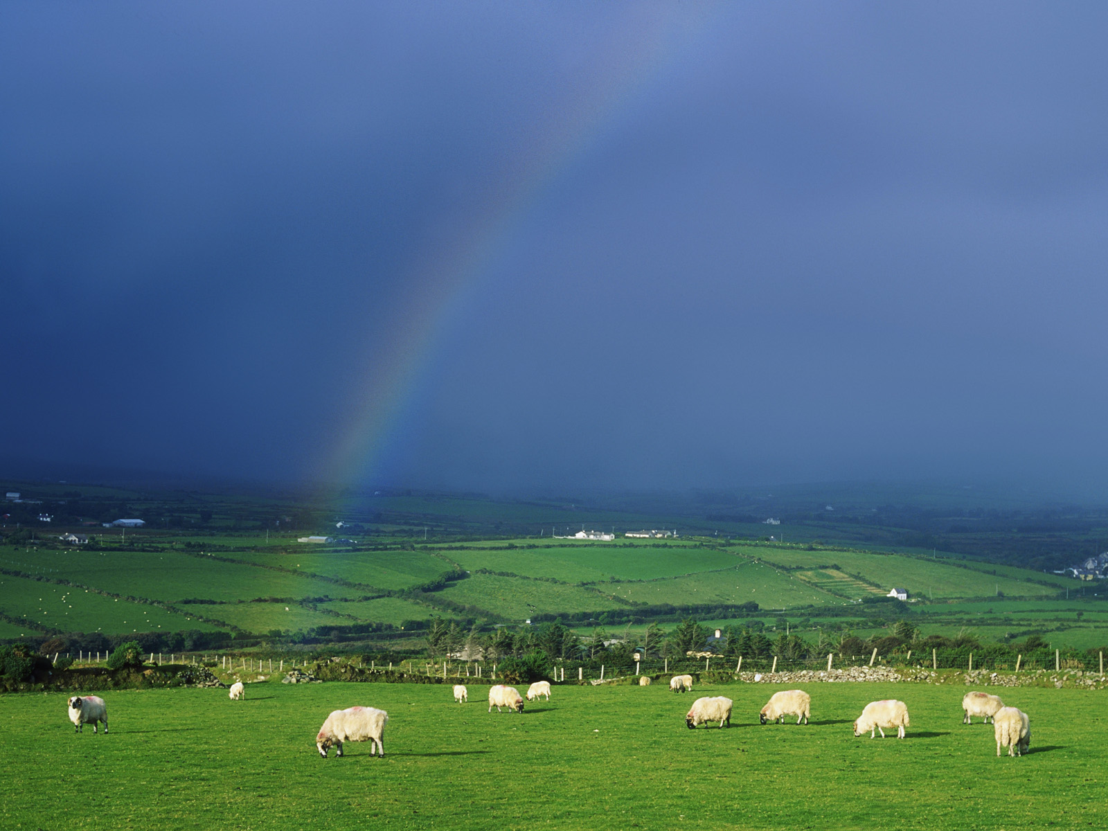 Grazing Sheep Beneath a Rainbow, Ireland