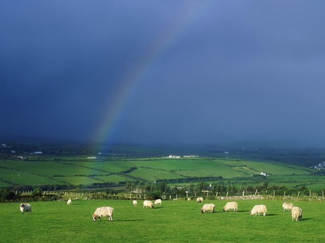 Grazing Sheep Beneath a Rainbow, Ireland
