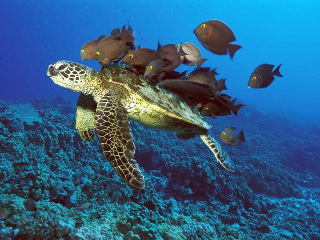 Green Sea Turtle Being Cleaned by Reef Fishes, Hawaii