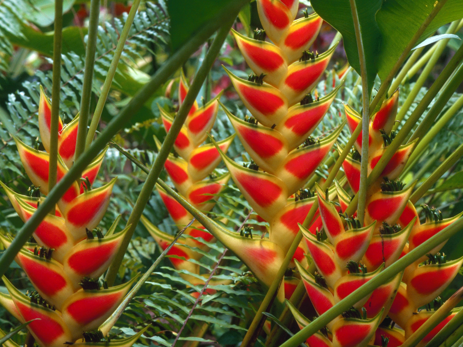 Heliconias, St. Lucia