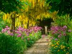 Laburnum Tree, Blooming Garden