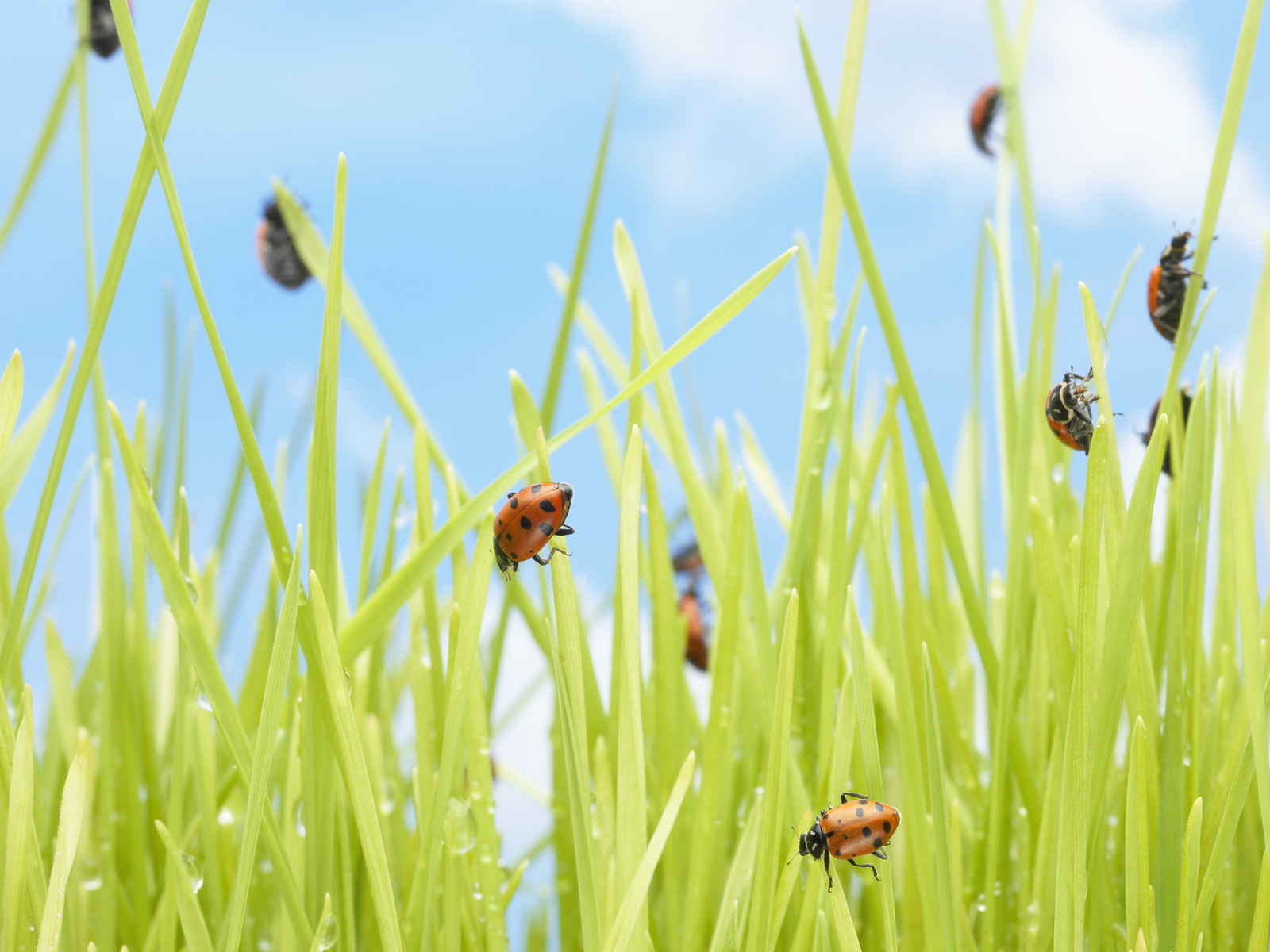 Ladybugs in Grass