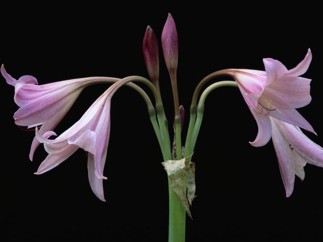 Nerines in Bloom