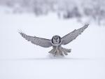 Northern Hawk Owl, Finland