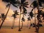 Palm Trees, Punta Cana, Dominican Republic