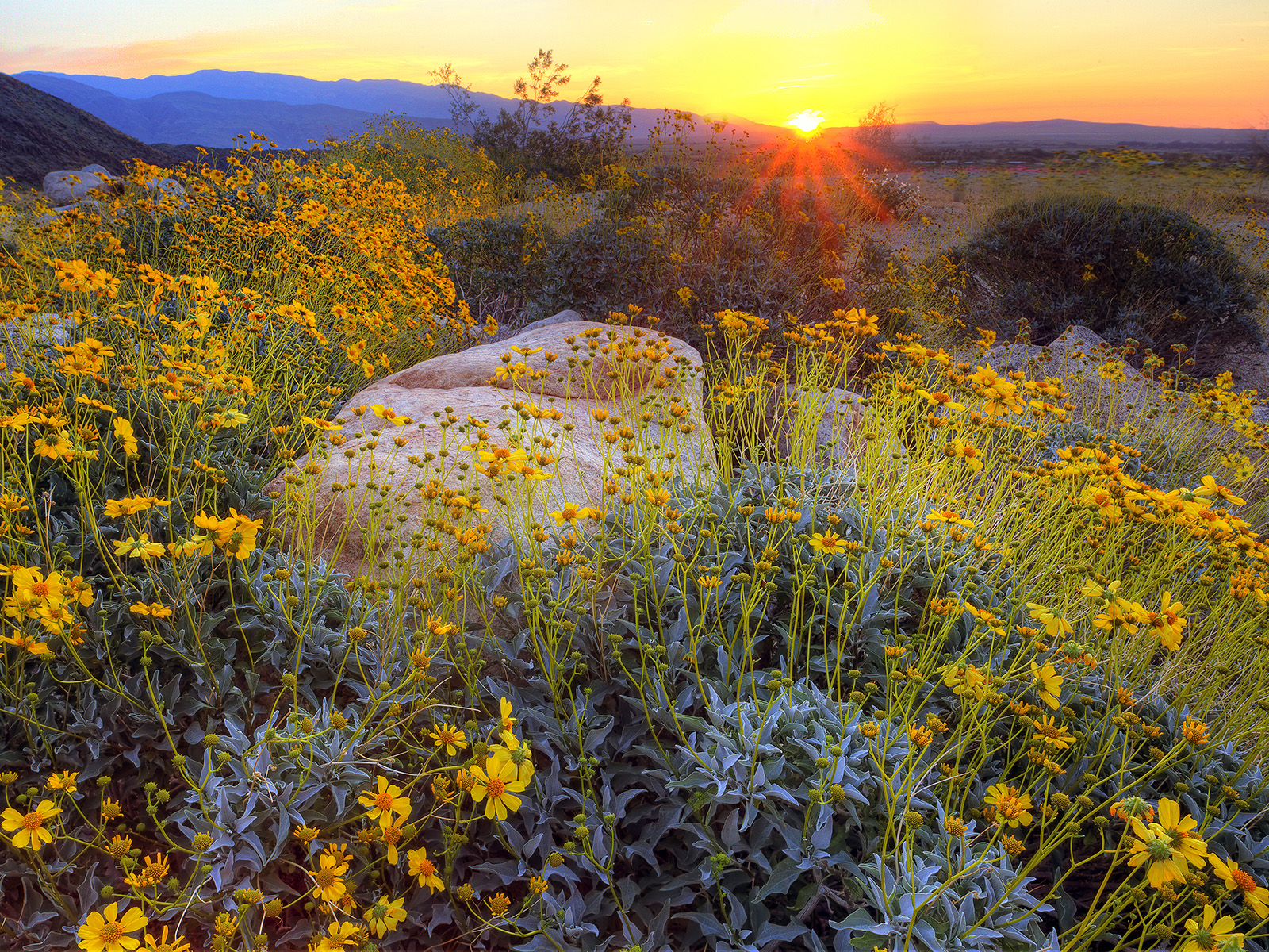 Perfect Spring Sunrise, Anza Borrego State Park, California