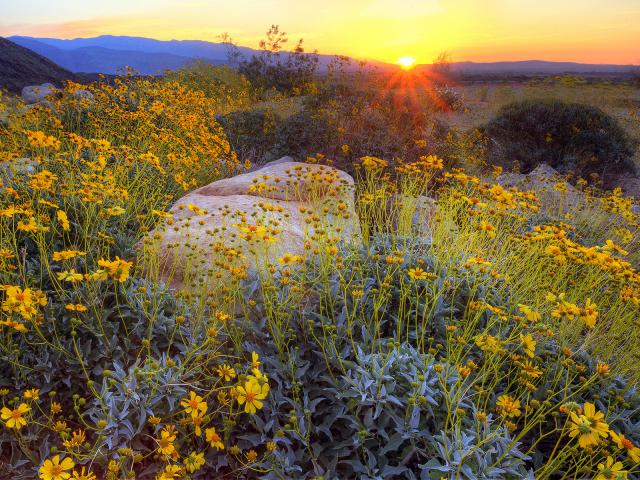 Perfect Spring Sunrise, Anza Borrego State Park, California