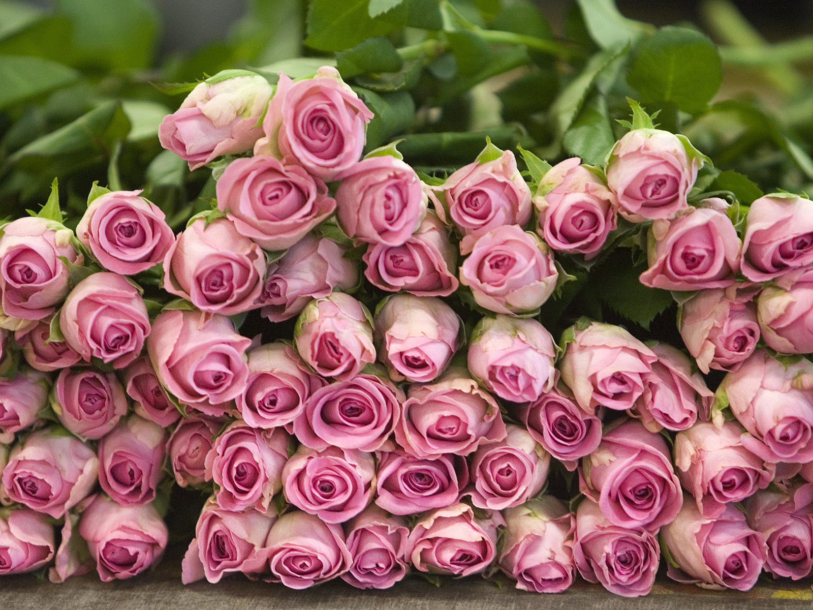 Pink Roses, Switzerland