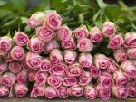 Pink Roses, Switzerland