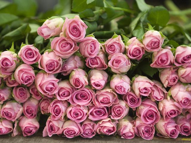 Pink Roses, Switzerland