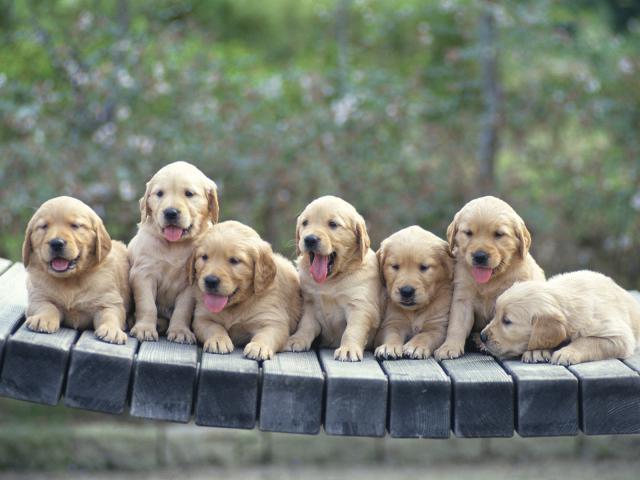 Seven Golden Retriever Puppies