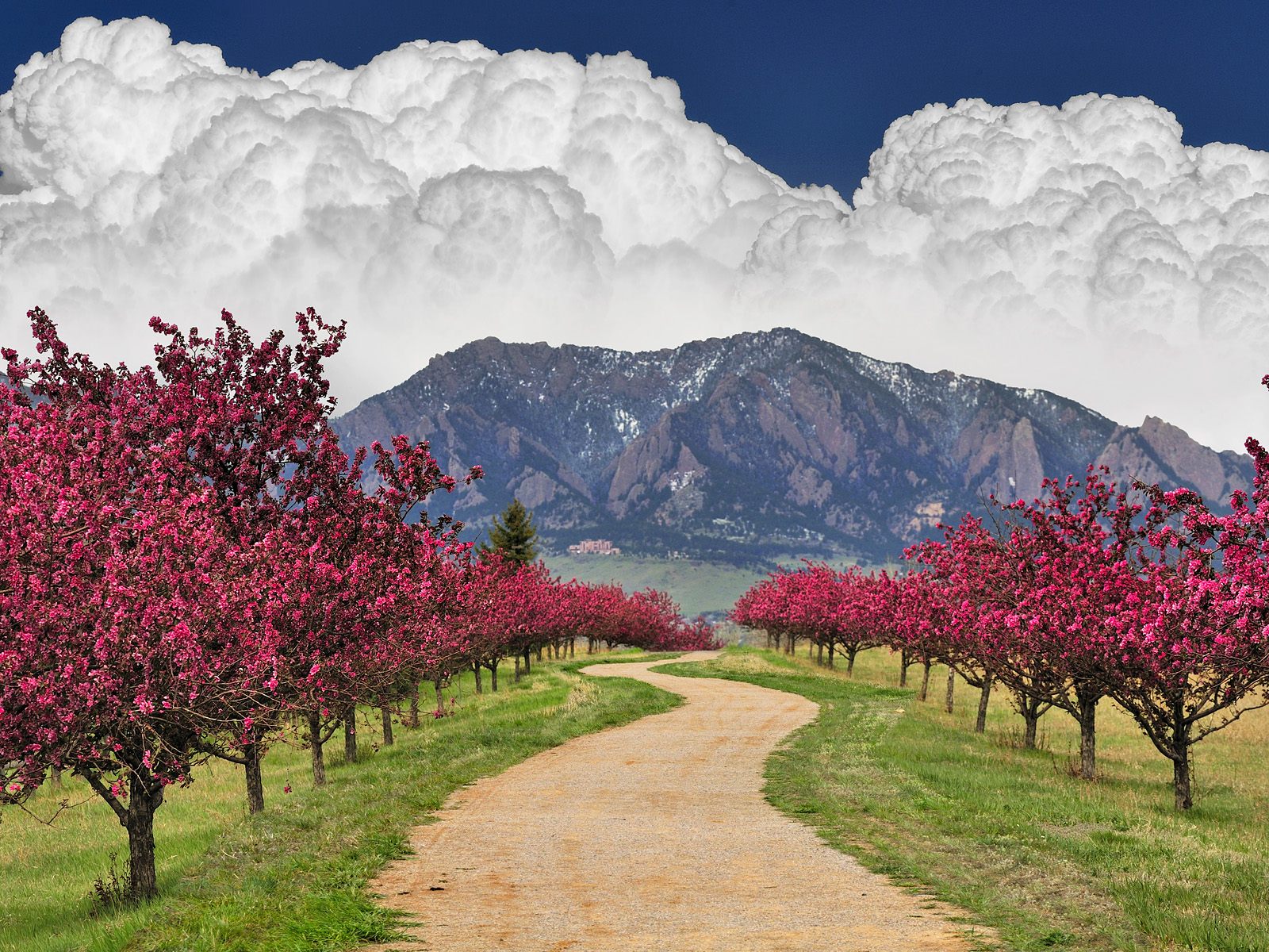 Spring Trail, Cherry Blossoms, Flatirons, Boulder, Colorado