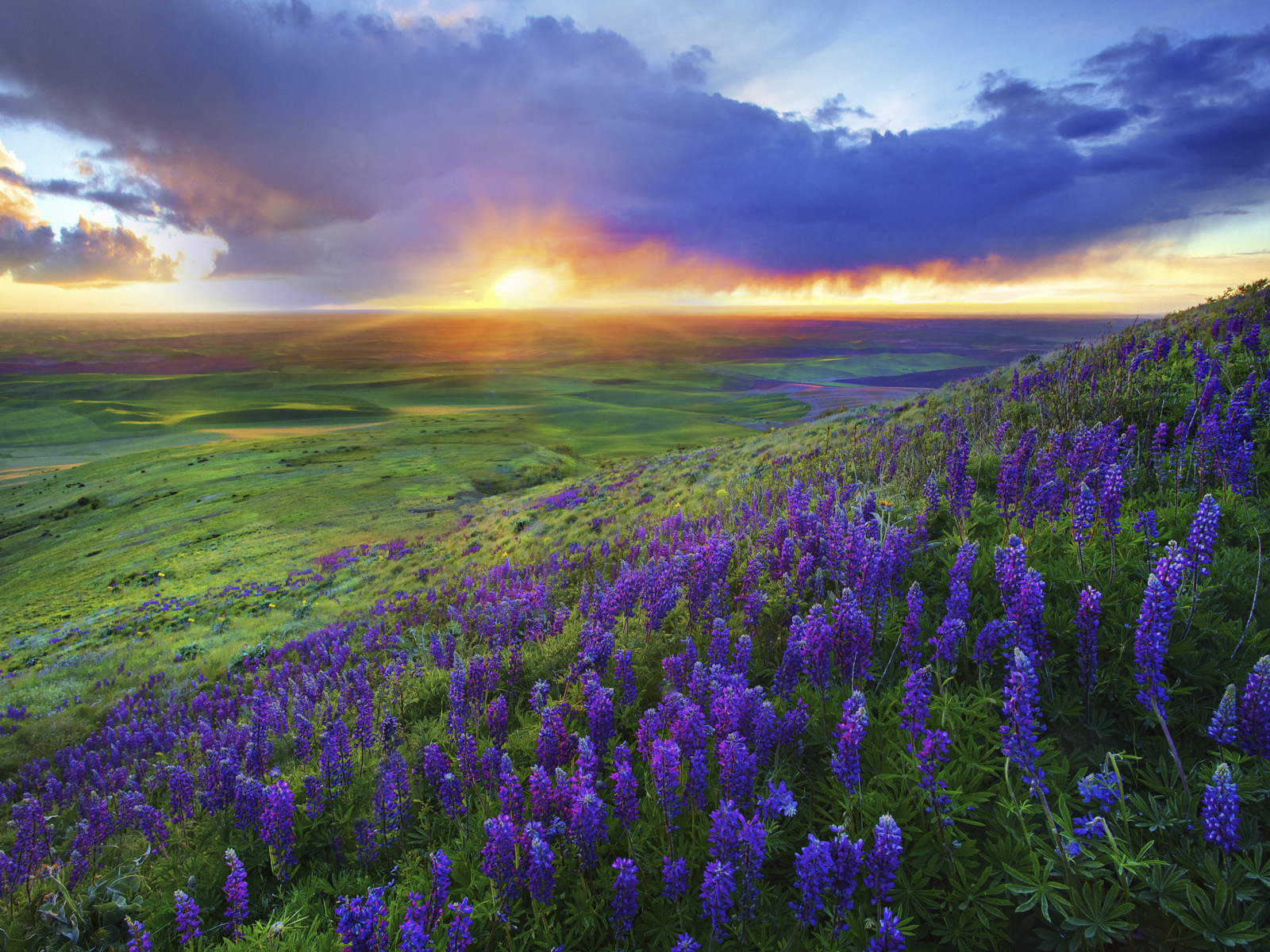 Steptoe Butte, Palouse Hills, Washington