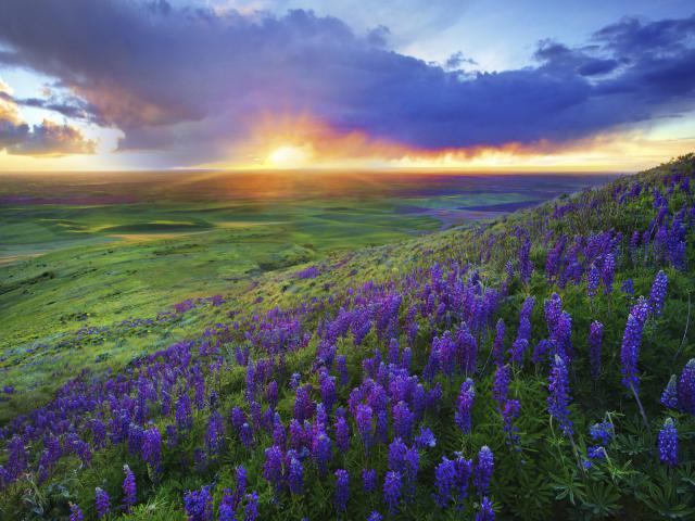 Steptoe Butte, Palouse Hills, Washington