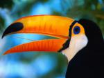 Toco Toucan, Pantanal Matogrossense National Park, Brazil