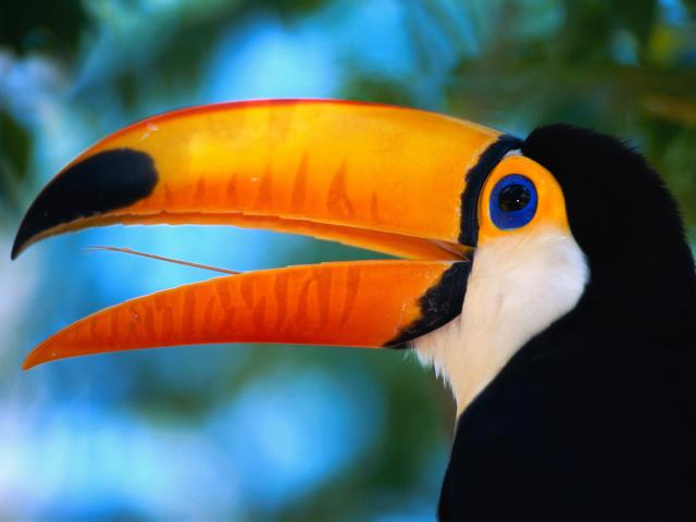 Toco Toucan, Pantanal Matogrossense National Park, Brazil