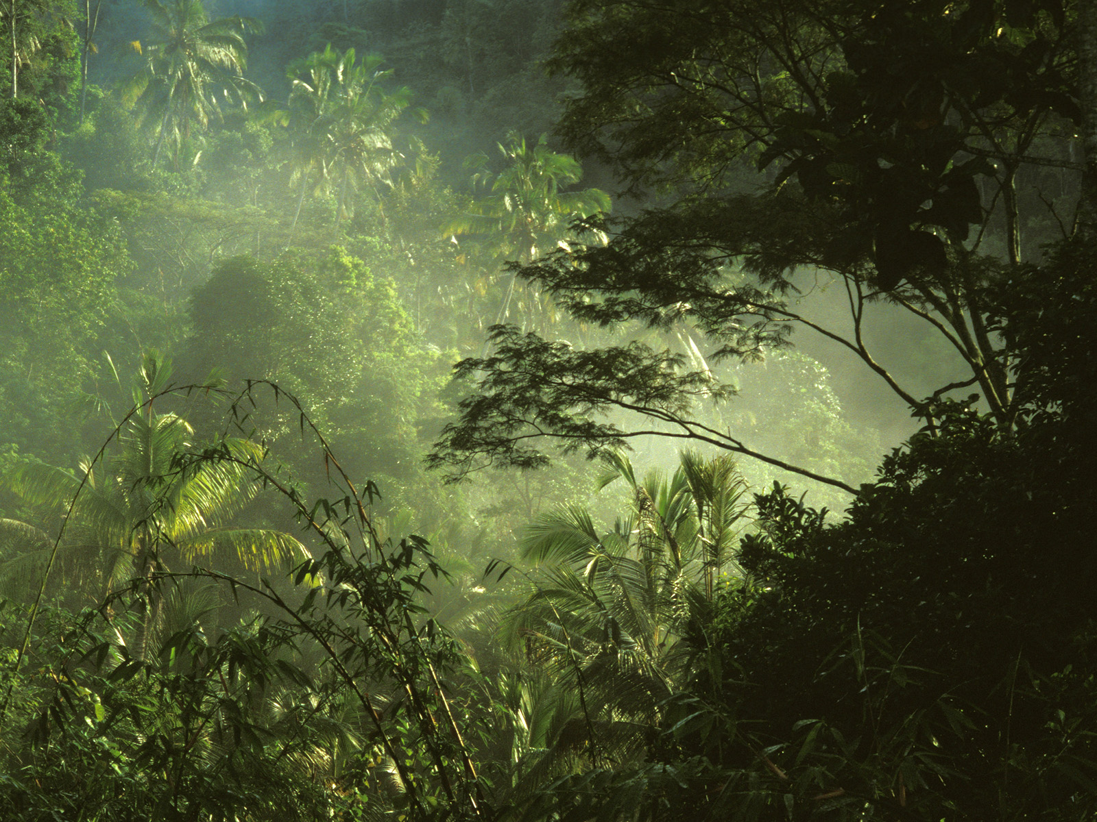 Tropical Rainforest, Near Ubud, Bali, Indonesia