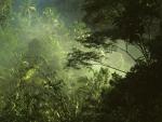 Tropical Rainforest, Near Ubud, Bali, Indonesia