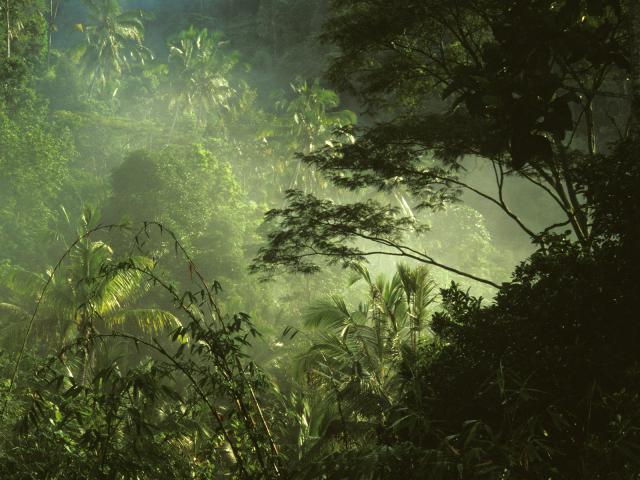 Tropical Rainforest, Near Ubud, Bali, Indonesia