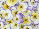 Violets