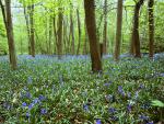 Violets, Yorkshire, England