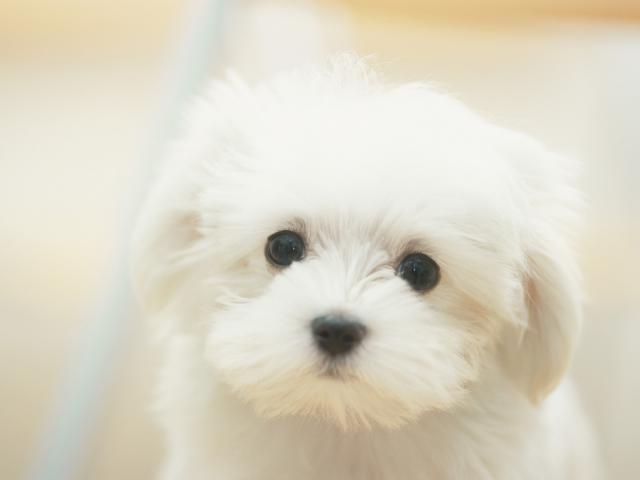 White Maltese Dog