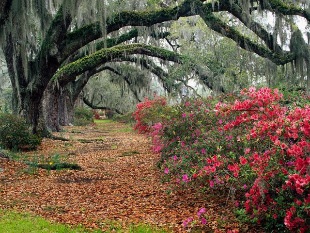 Azaleas and Live Oaks, Magnolia Plantation, Charleston, South Carolina